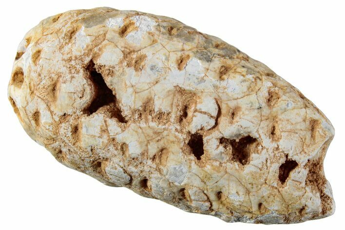 Fossil Seed Cone (Or Aggregate Fruit) - Morocco #267227